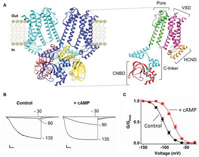 cyclic AMP Regulation and Its Command in the Pacemaker Channel HCN4